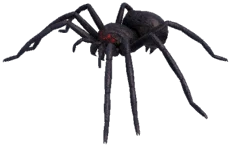 Black Spider
