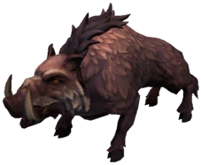 Boar