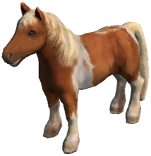 Chestnut Pony