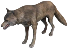 Grey Forest Wolf