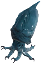 Reef Squid