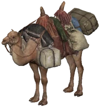Tazan Camel
