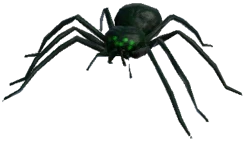 Venomous Spider